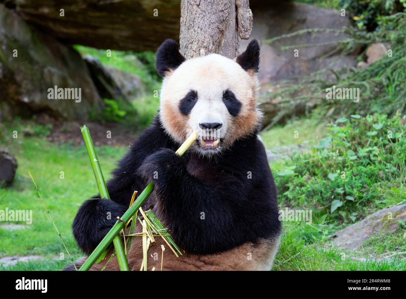 Panda isst Bambus in einem Zoo, Frankreich Stockfoto