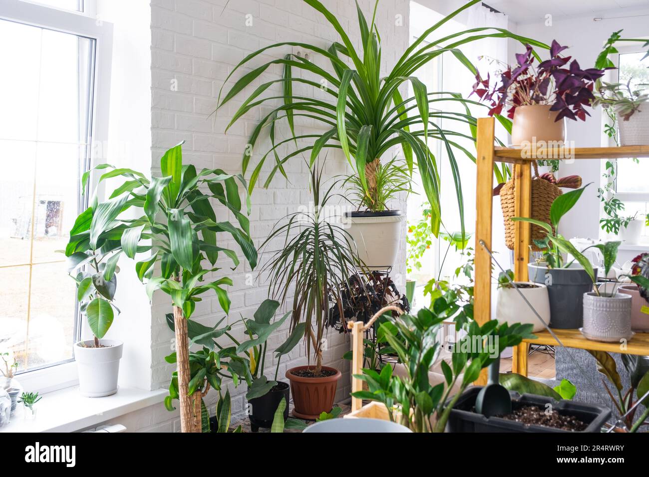 Regale mit einer Gruppe von Zimmerpflanzen im Innenraum. Zimmerpflanzen  wachsen und pflegen fr Zimmerpflanzen, grnes Zuhause Stockfotografie -  Alamy