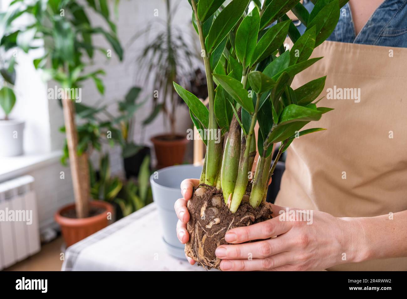 berwucherte heimische Pflanzen saftige Zamioculcas mit einem Klumpen  Wurzeln und Zwiebeln in einen neuen greren Topf umtopfen. Ich kmmere  mich um Topfpflanzen, die Hnde einer Frau im apr Stockfotografie - Alamy