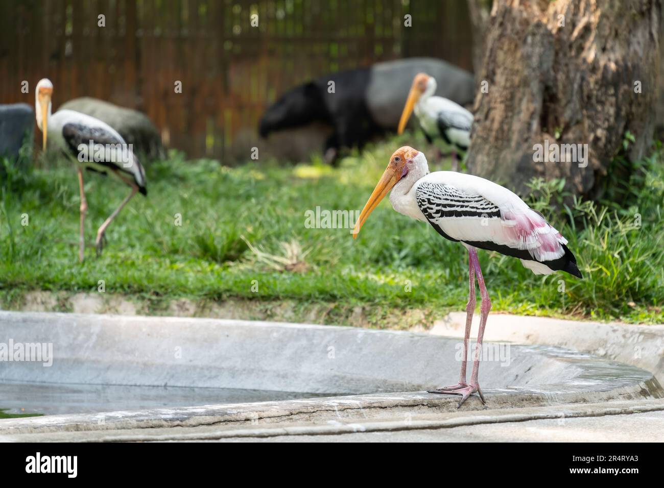 Der Gelbschnabelstorch (Mycteria ibis), manchmal auch Holzstorch oder Holzstorch genannt. Stockfoto