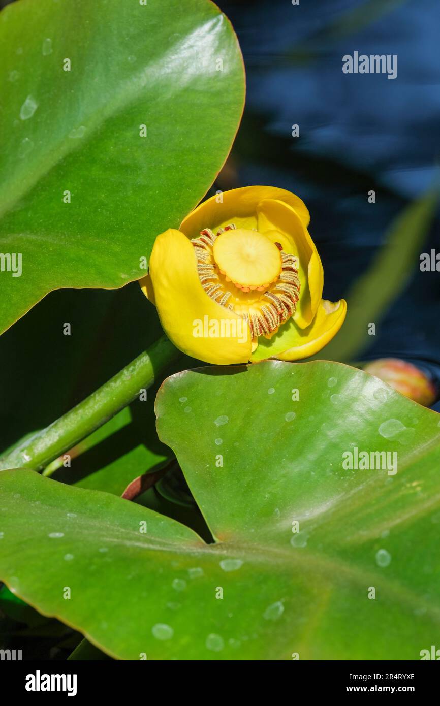 Nuphar polysepala, große gelbe Teiglilie, Wokas, Rocky Mountain Pond Lily, Pond Lily, Teiglilie, mehrjährige Wasserlilien, gelbe Blumen Stockfoto