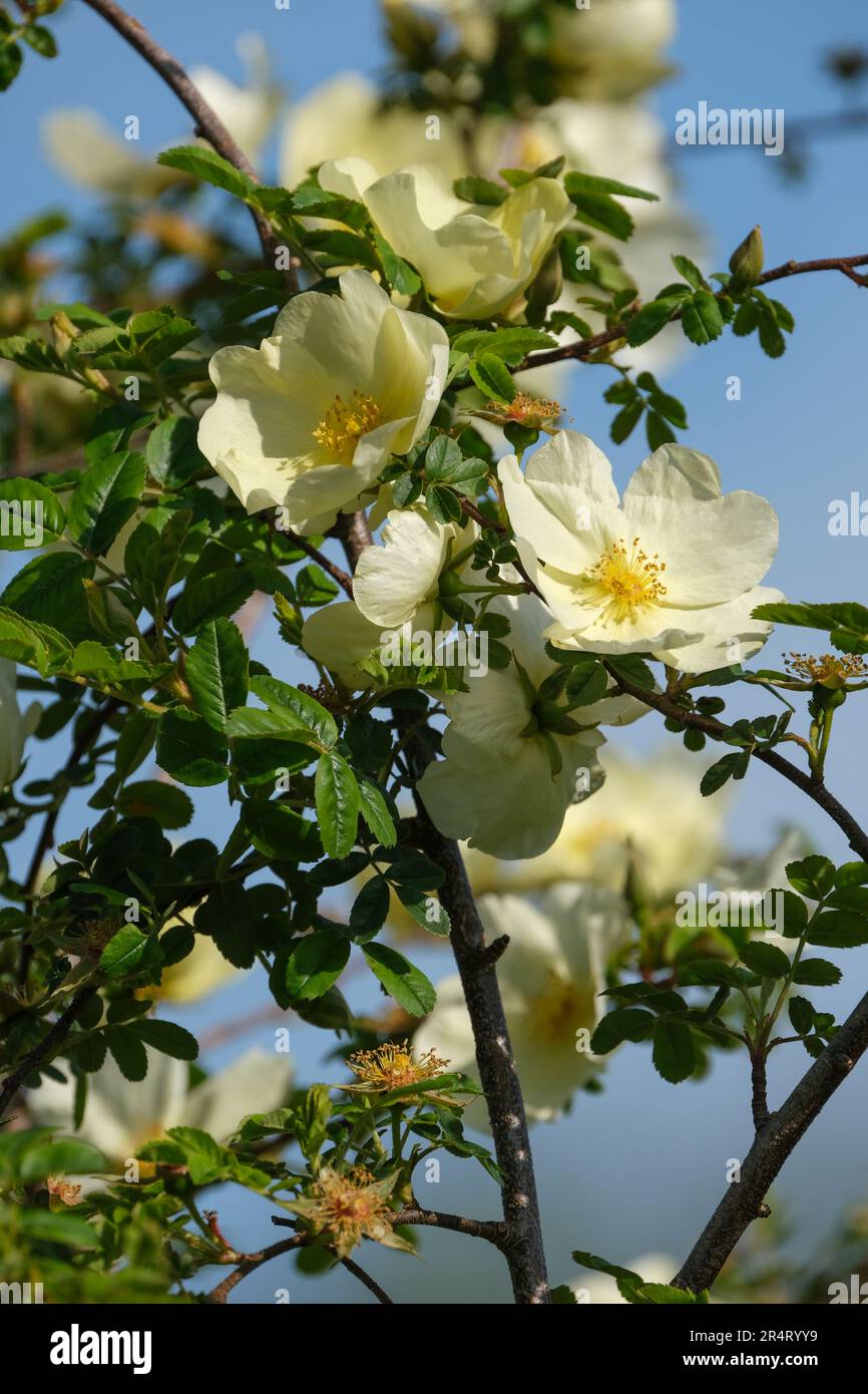 Rosa cantabrigiensis, blassgelbe, gelbe Strauchrose Stockfoto