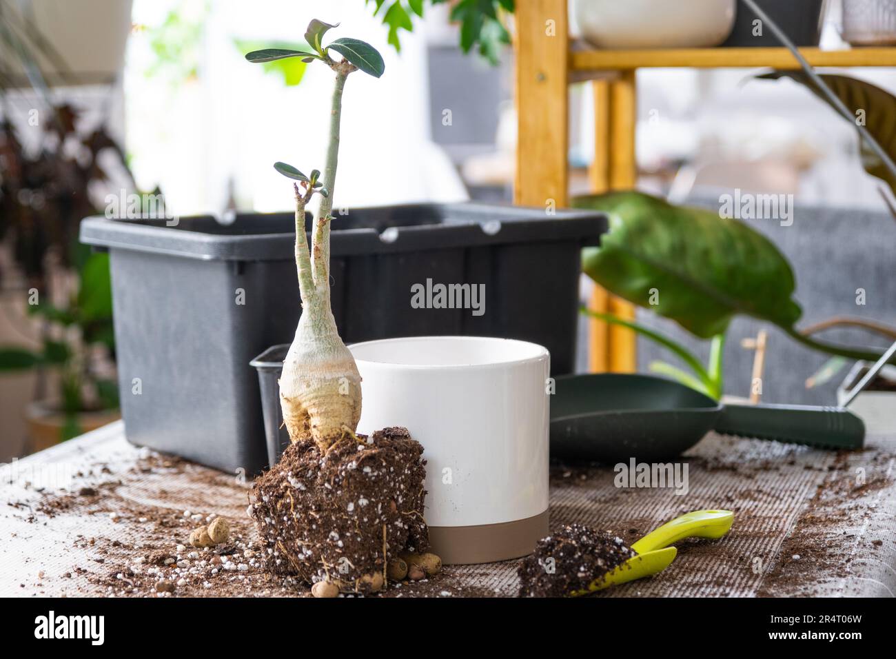 Umtopfen einer Heimpflanze saftiges adenium in einen neuen Topf. Pflege  einer Topfpflanze, Anordnung auf dem Tisch mit Erde, Schaufel  Stockfotografie - Alamy