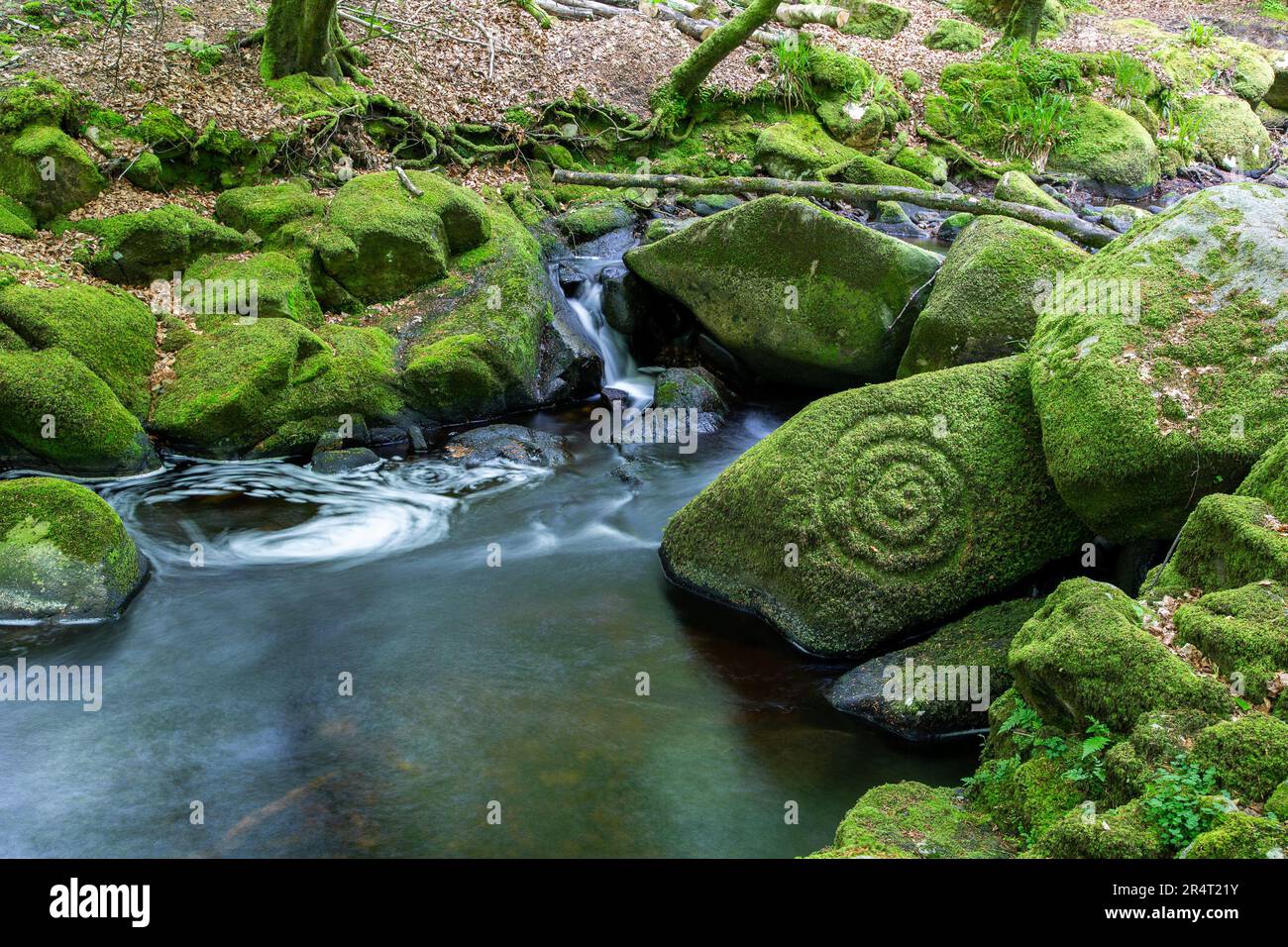 Celtic Spiral auf Mossy Rock in Cloghleagh, County Wicklow Stockfoto