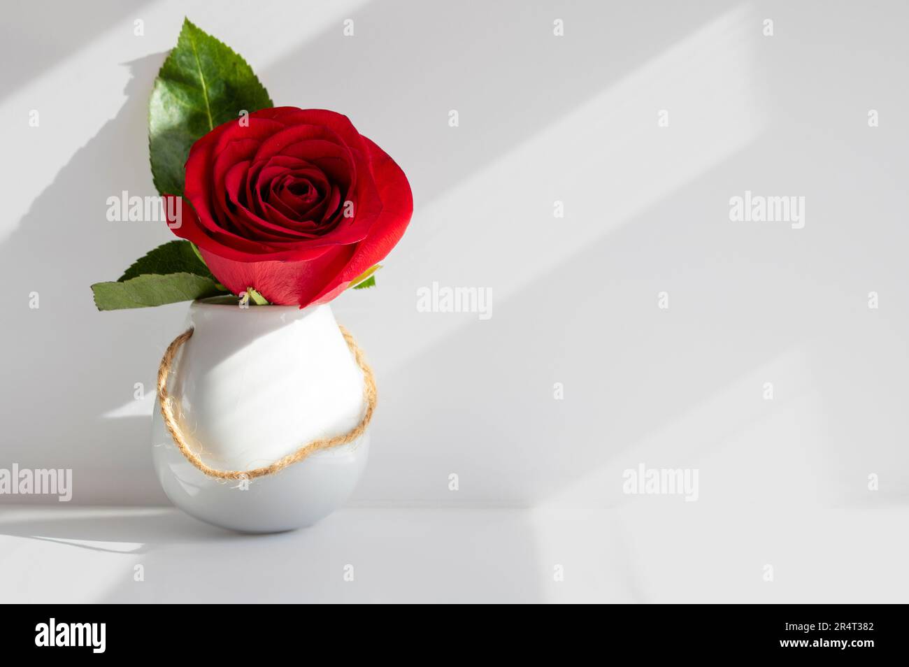 Rote Rose in kleiner weißer Vase auf weißem Hintergrund mit Sonnenaufgang durch das Fenster Stockfoto