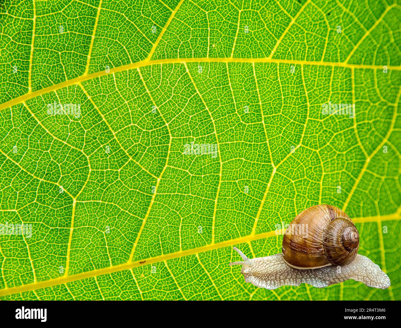 Schnecke Helix pomatia Linnaeus auf einem grünen Blatt einer Pflanze. Schneckentraube oder Garten. Krabbelnde Muschel. Weichtier. Helix pomatia. Grünes Weinblatt. Tiere Stockfoto