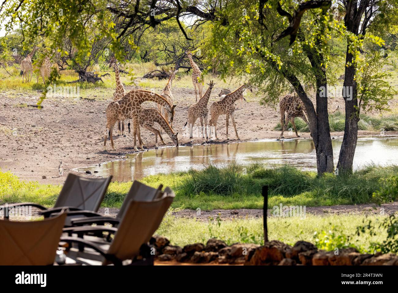 Eine Gruppe Giraffen am Wasserloch im Onguma Zeltlager, Onguma Wildreservat, Namibia, Afrika Stockfoto