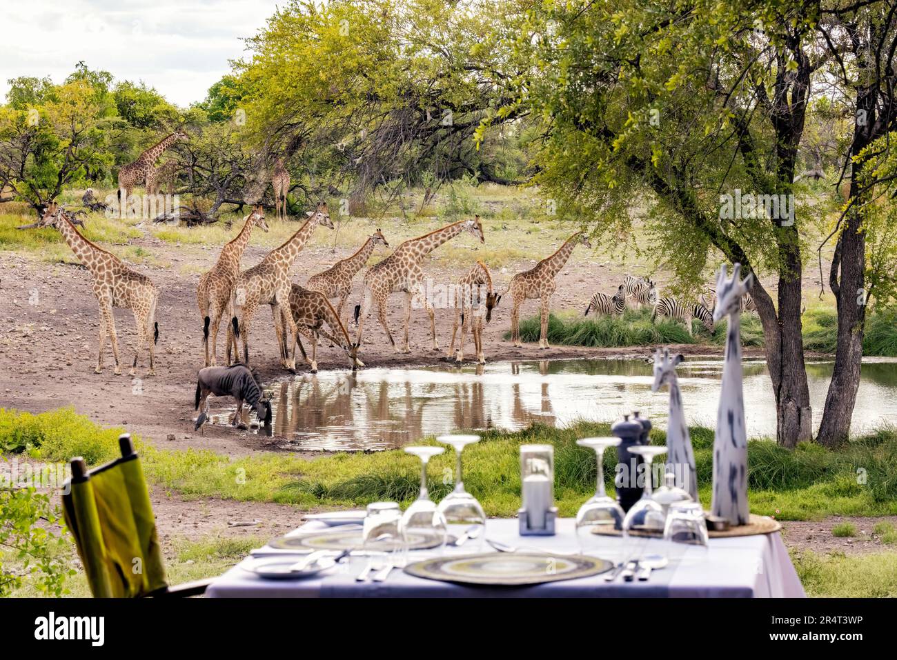 Eine Gruppe Giraffen am Wasserloch im Onguma Zeltlager, Onguma Wildreservat, Namibia, Afrika Stockfoto