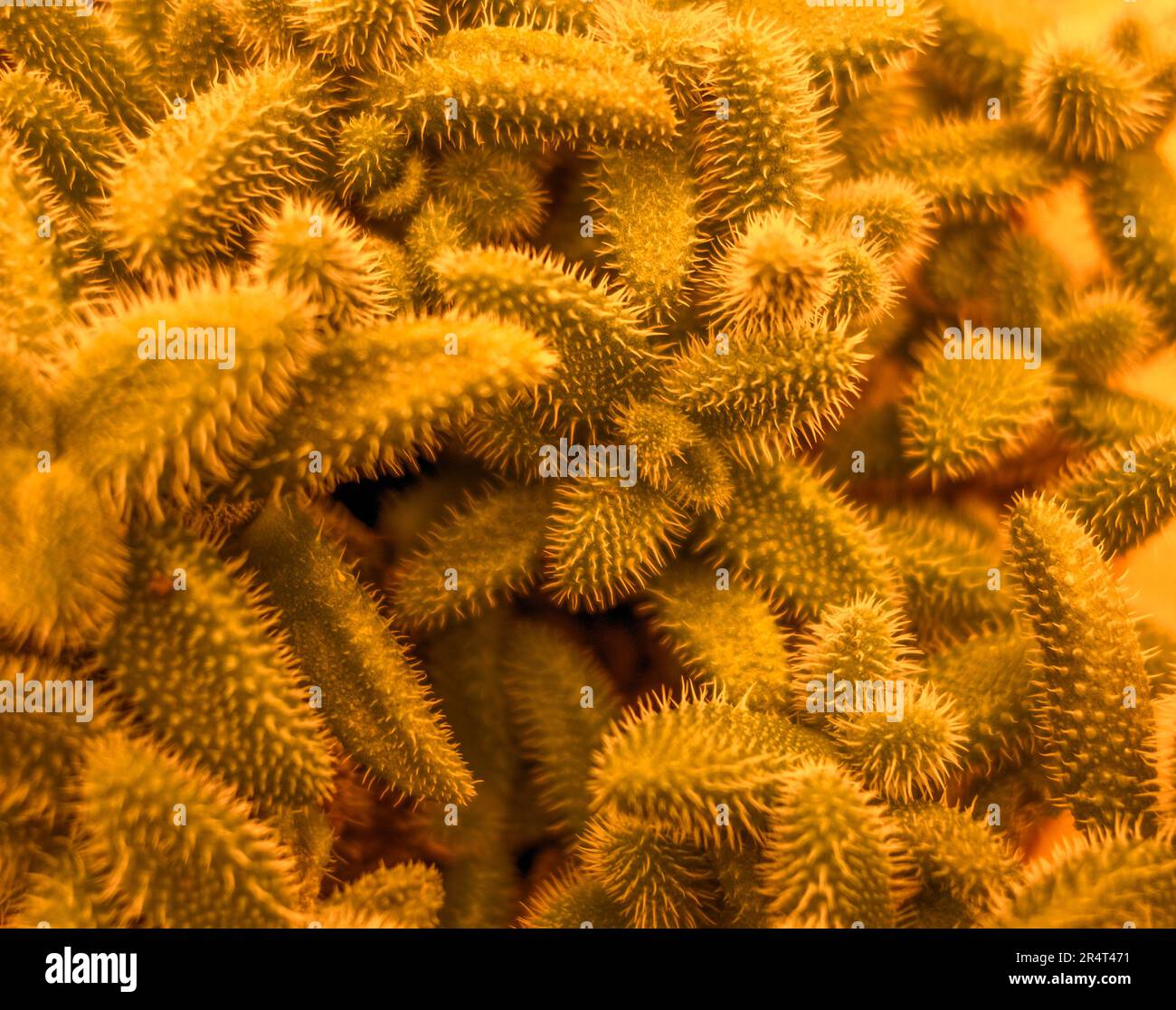 Nahaufnahme mit vielen orangefarbenen Gurkenblättern Stockfoto