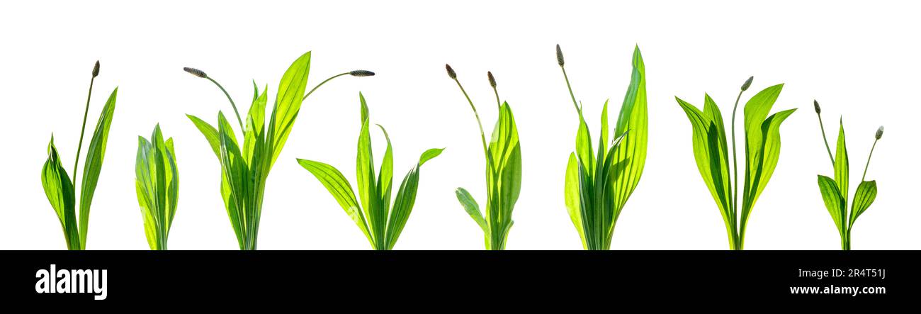 Gruppe von Kräuterpflanzen, isoliert auf weißem Hintergrund Stockfoto