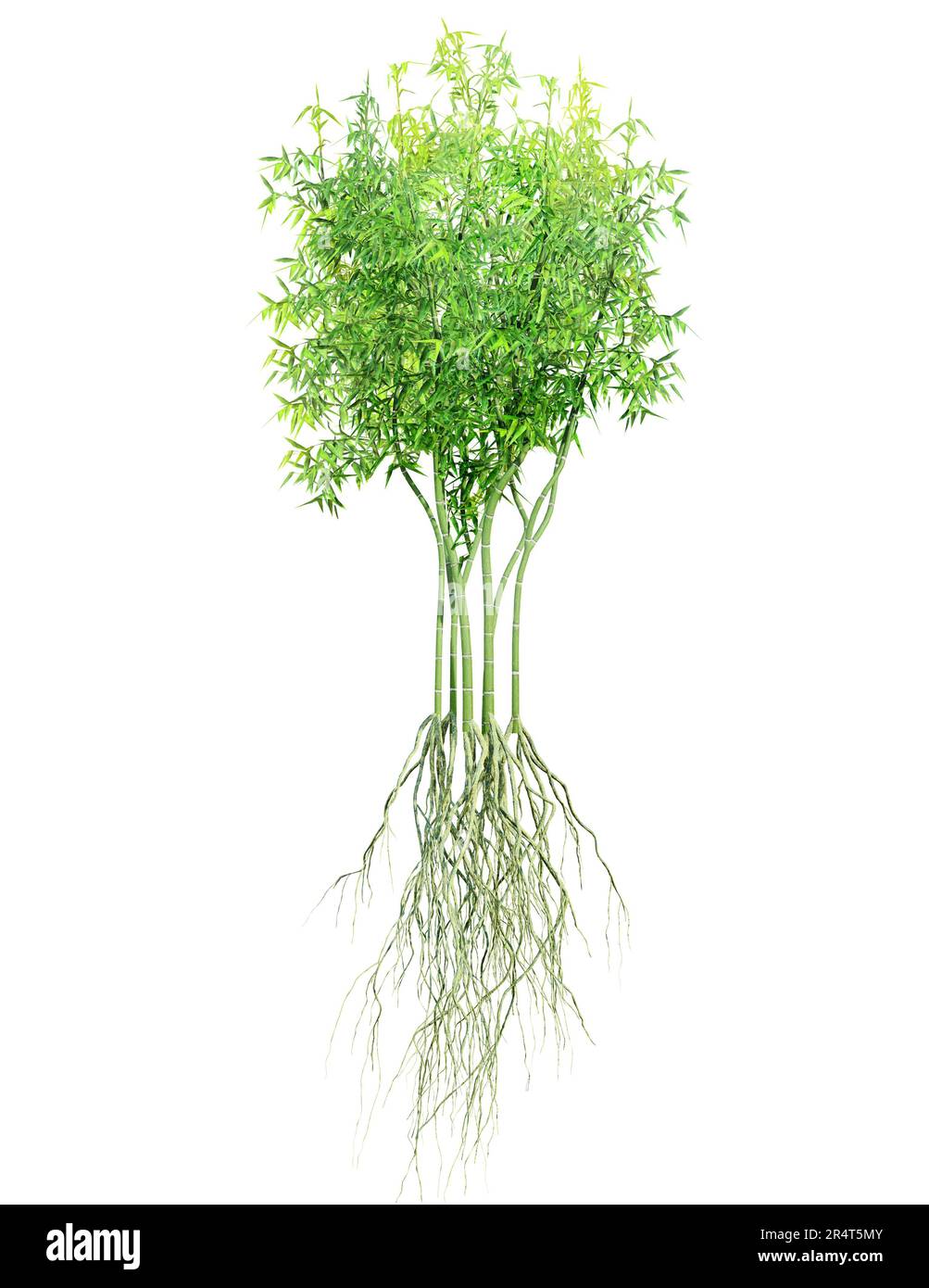 Setzbambusbaum mit Wurzeln isoliert auf weißem Hintergrund, 3D-Darstellung Stockfoto