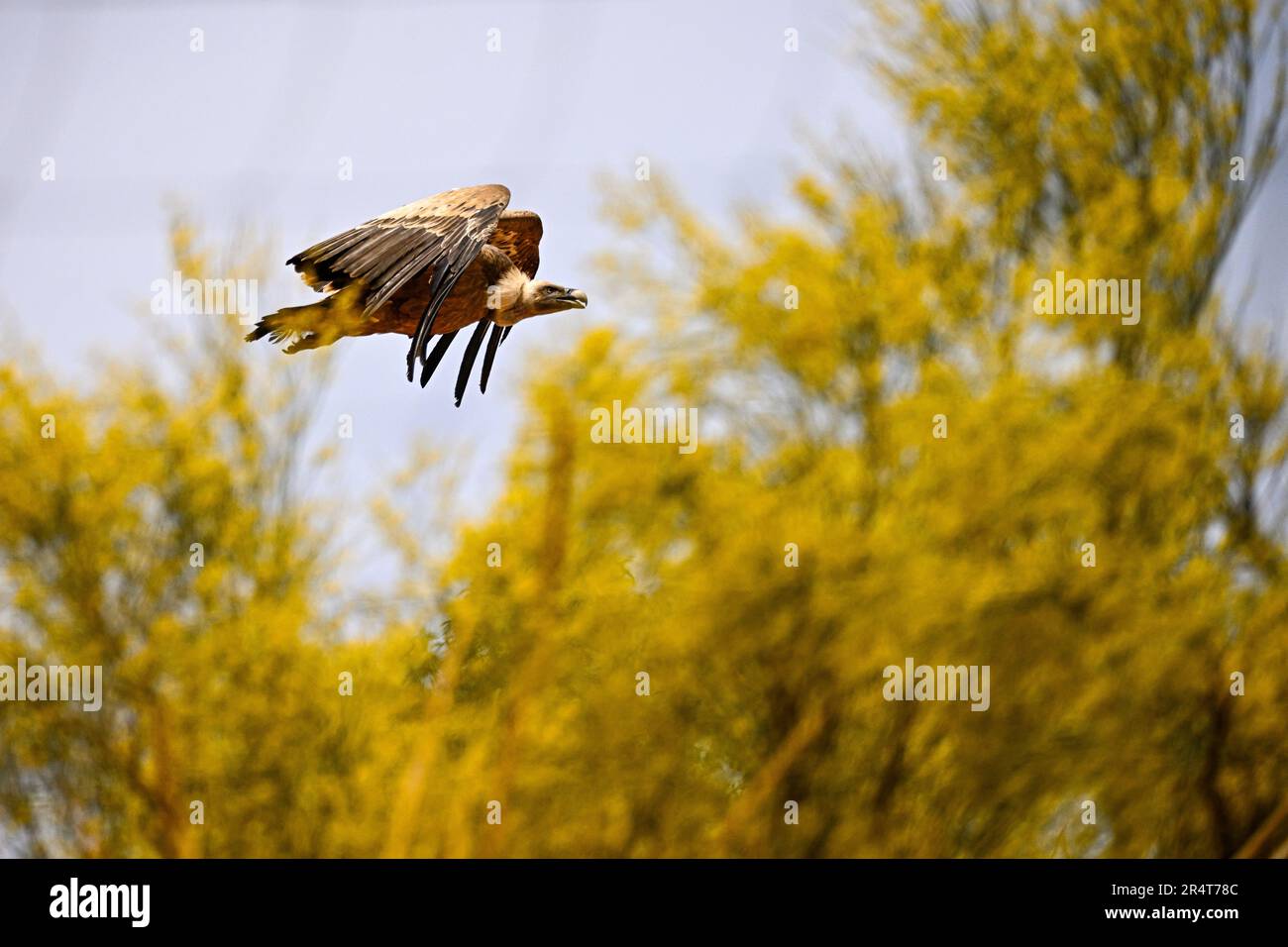 Griffon Vulture oder Zigeuner Fulvus im Flug Stockfoto