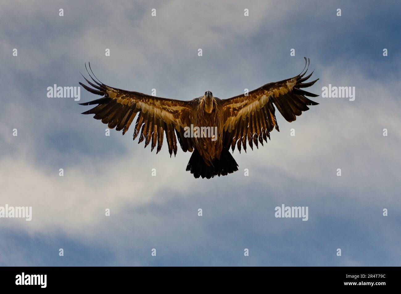 Griffon Vulture oder Zigeuner Fulvus im Flug Stockfoto