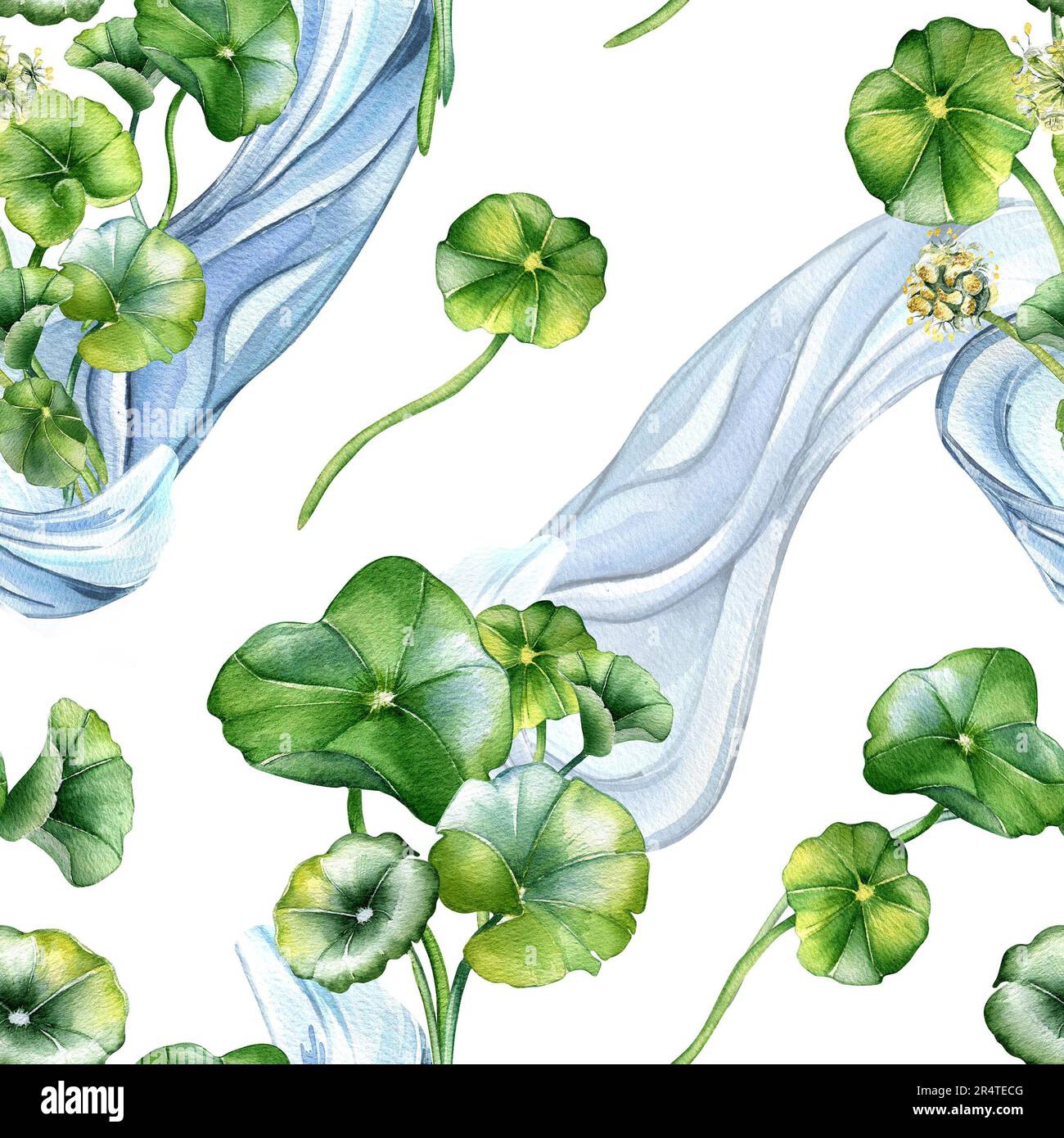 Centella asiatica Kräuterpflanzen und Wellenfarbe nahtloses Muster auf Weiß isoliert. Pennywort, gotu kola Wasserform, Geraniumblüte von Hand gezeichnet. Stockfoto