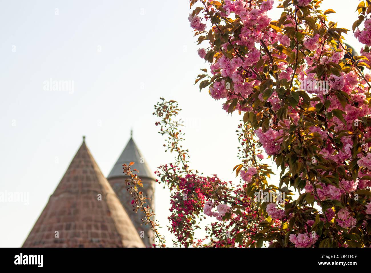 Ein Baum mit rosa Blumen vor Yakutiye Madrasa. Saisonales Bild mit Kopierbereich. Stockfoto