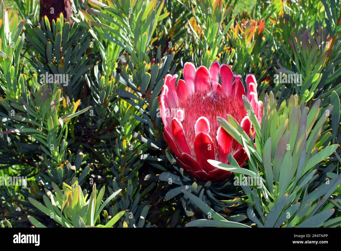 Repens hybride Fotos und Bildmaterial in hoher Auflösung Alamy