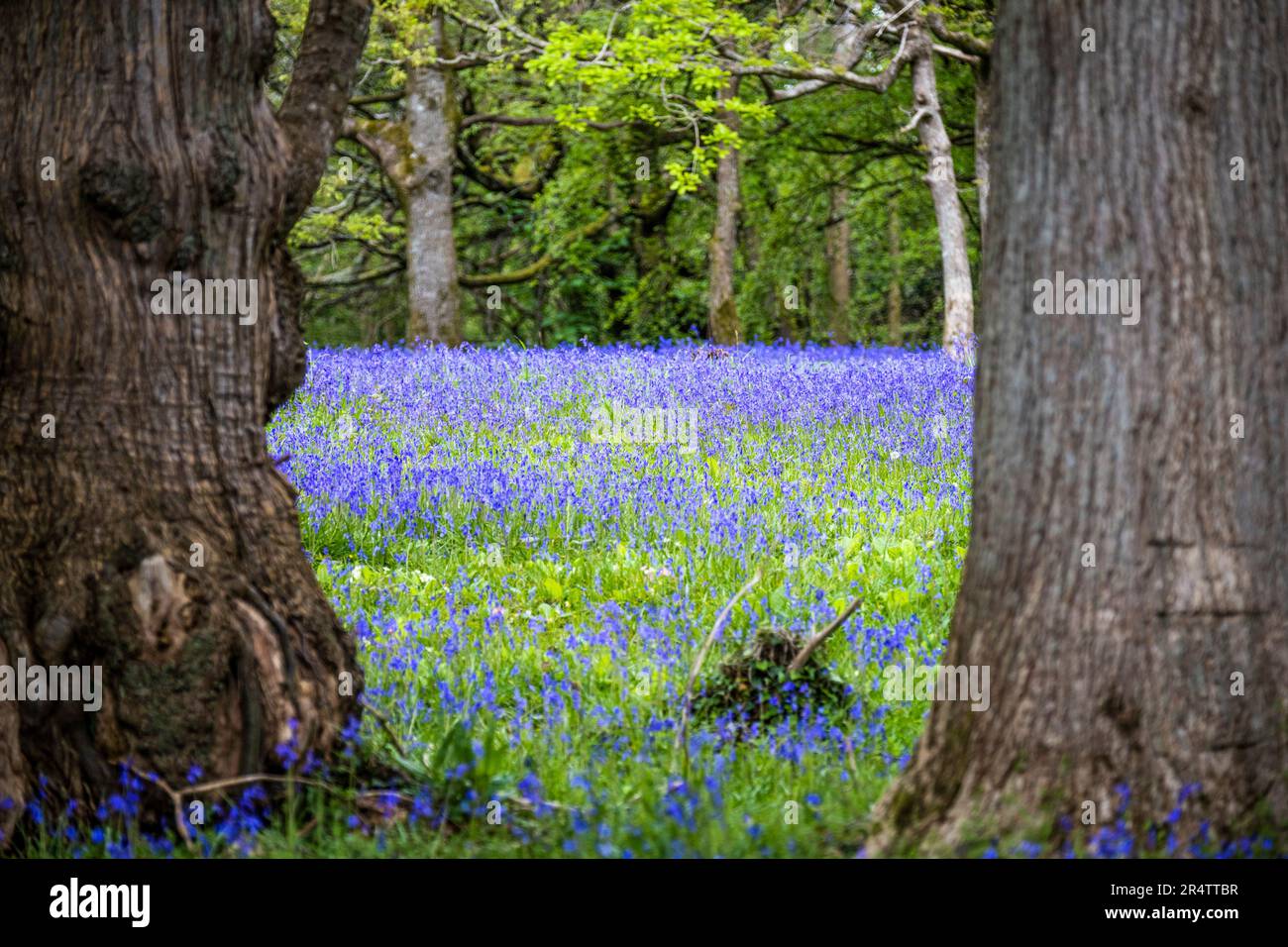 Ein Feld des Common English Bluebells Hyacinthoides ohne Schriftzug in der ruhigen Gegend; historisches Parc Lye Gebiet in Enys Gardens in Penryn in Cornwall im Vereinigten Königreich. Stockfoto