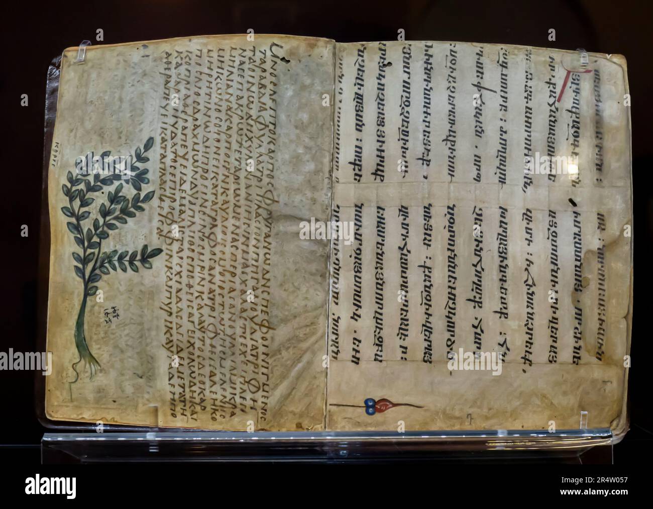 Dioszoride. Das alte griechische Werk materia Medica aus dem 1. Jahrhundert. Manuskript aus dem 5. Jahrhundert auf Armenisch Stockfoto