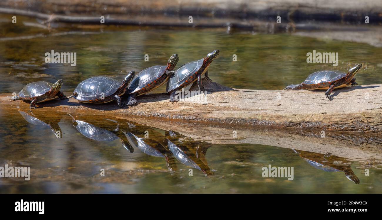 Bemalte Schildkröten stehen in einer Reihe und ruhen sich auf einem Baumstamm in der Sonne aus Stockfoto