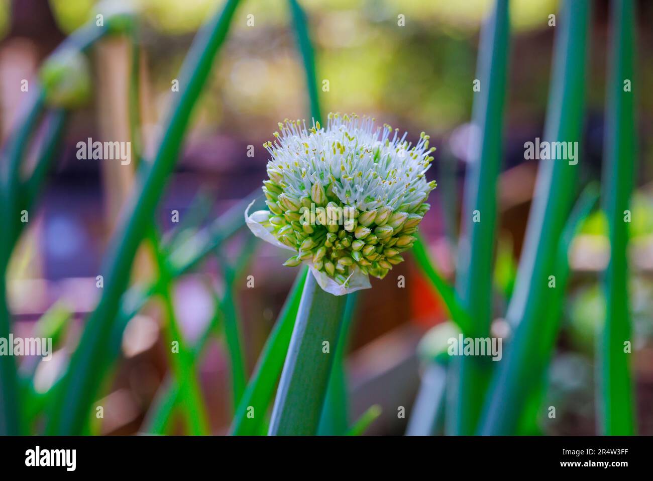 Im Garten werden Frühlingsblüten mit Zwiebelblütenköpfen gezüchtet, die im Frühling blühen. Stockfoto