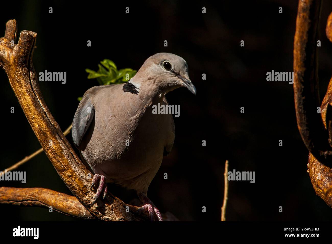 Kapschildkröten-Taube Streptopelia capicola 14562 Stockfoto