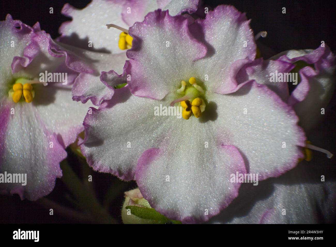 Saintpaulia African Violet 14465 Stockfoto