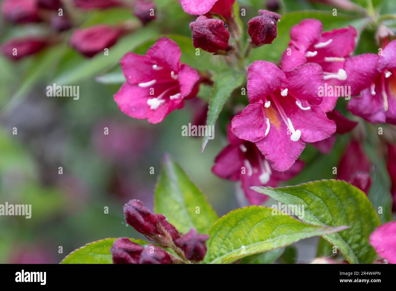 Weigela Bristol rubinrote Blumen im Garten Ungarns. Wunderschöne Weigela-Blumen vor dem Hintergrund. Stockfoto