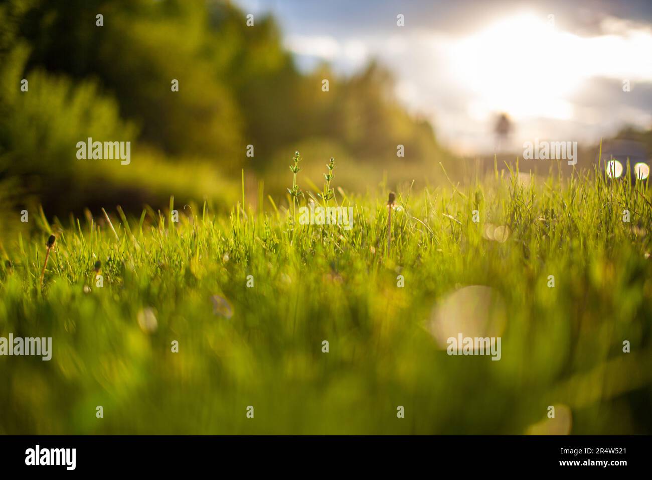 Feld mit weißen und gelben Löwenzahnblumen. Wiese mit gelben Löwenzahnen. Frühlingshintergrund mit gelben Löwenzahnen. Flauschige Löwenzahnblume dagegen Stockfoto