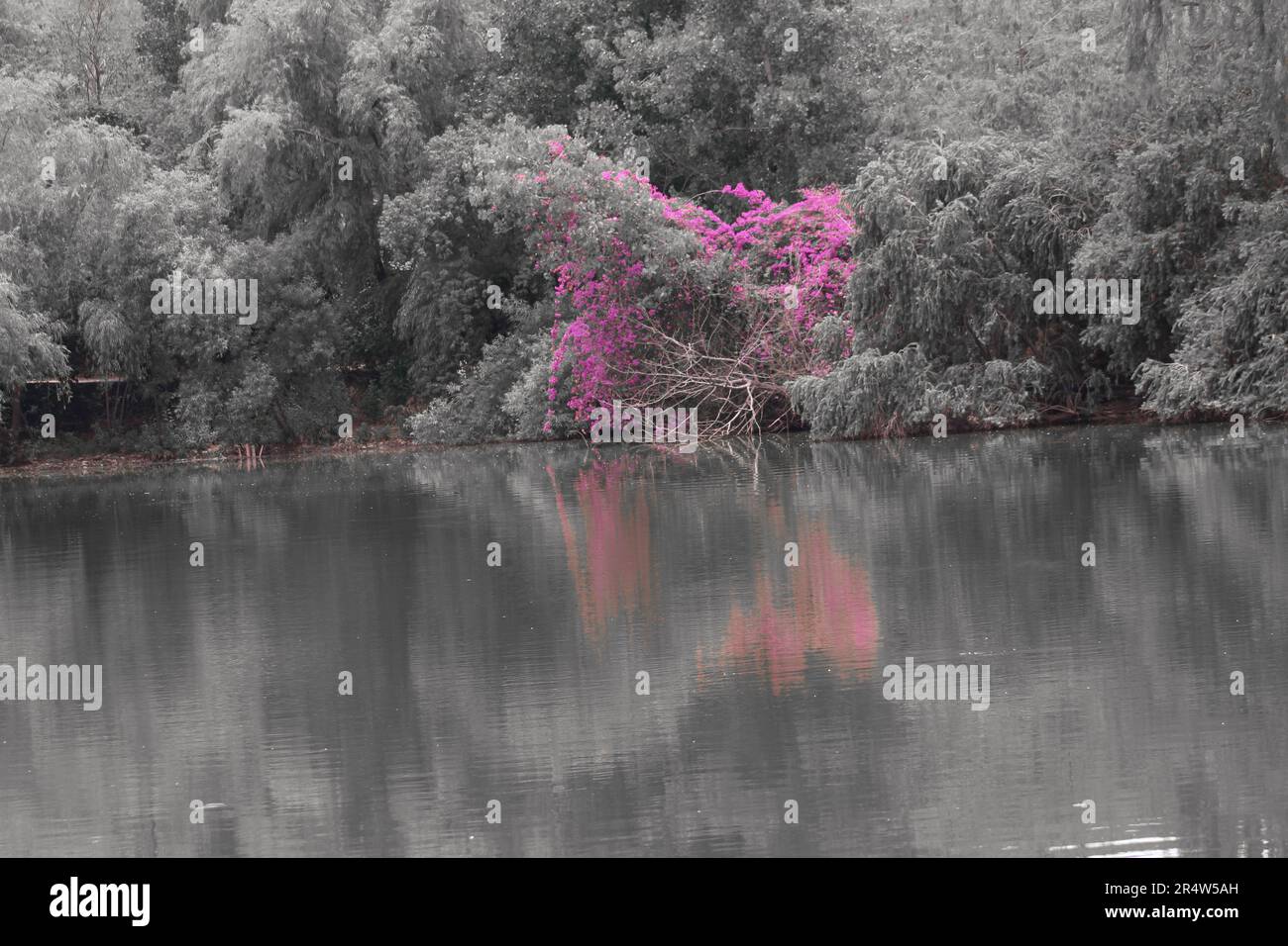 Mangrovenwälder im Flusshintergrund Stockfoto