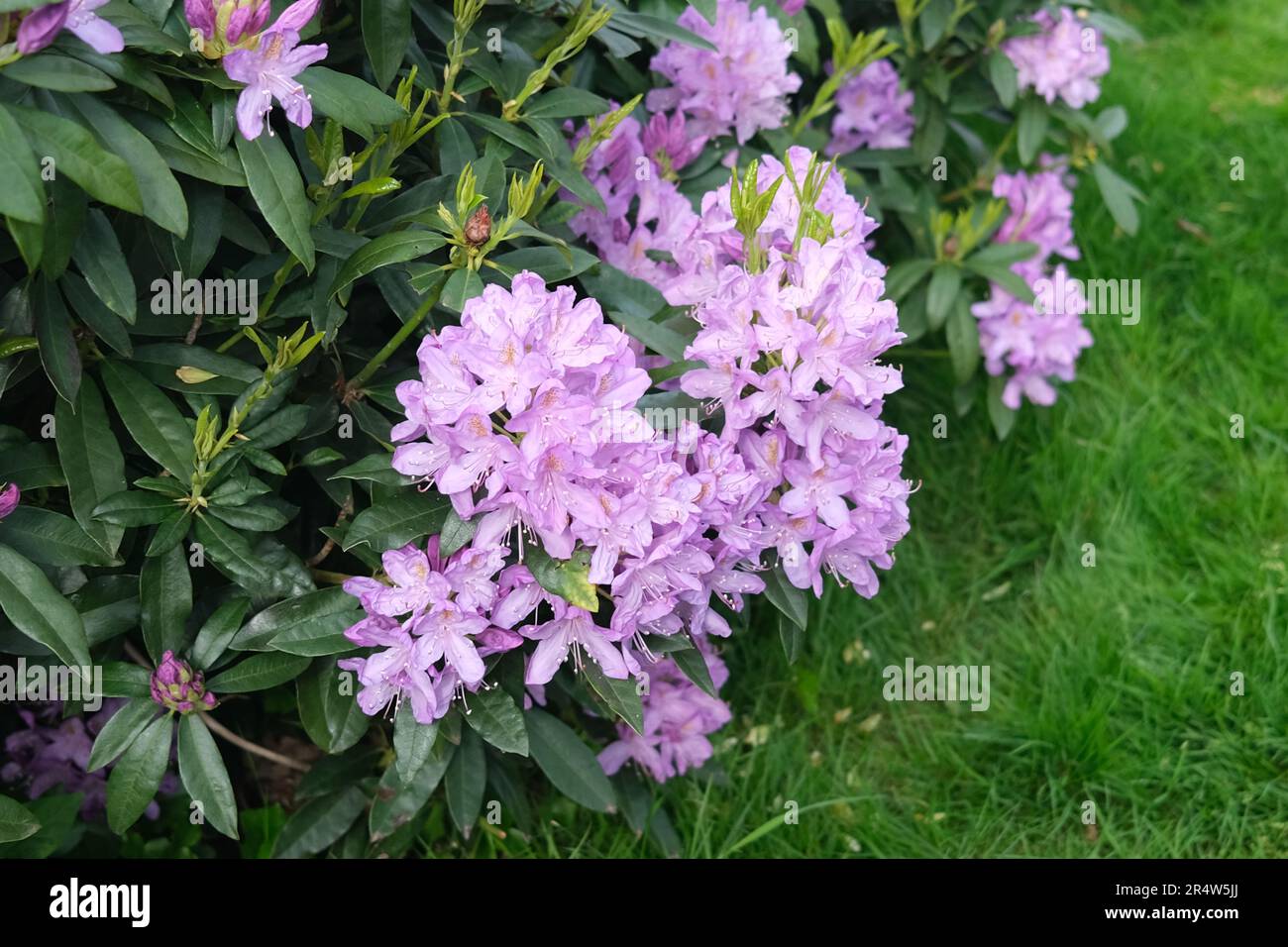 Ein zart gefärbter hellvioletter Rhododendron-Busch in Kenwood, Hampstead Heath, North London im Mai 2023 Stockfoto