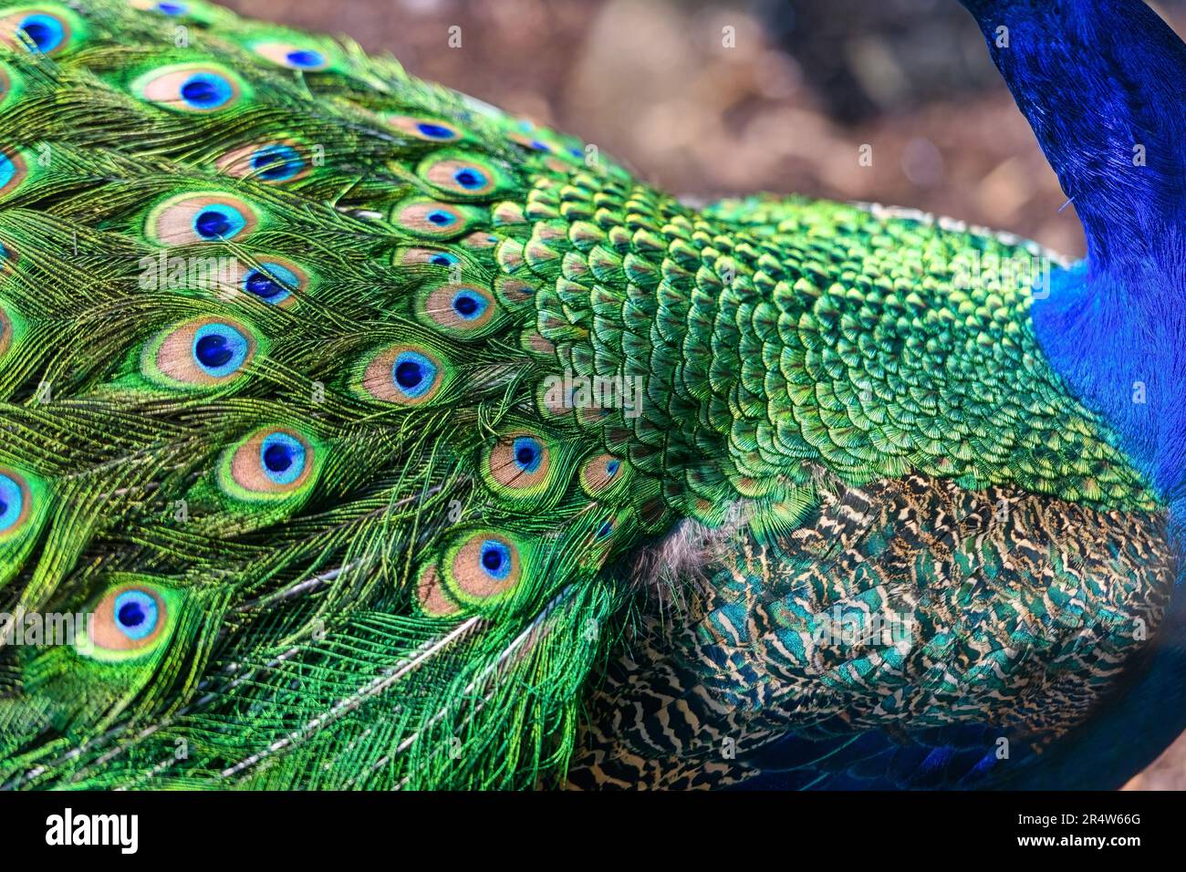 Peafowl oder Pfauenfedern, Nahaufnahme Stockfoto