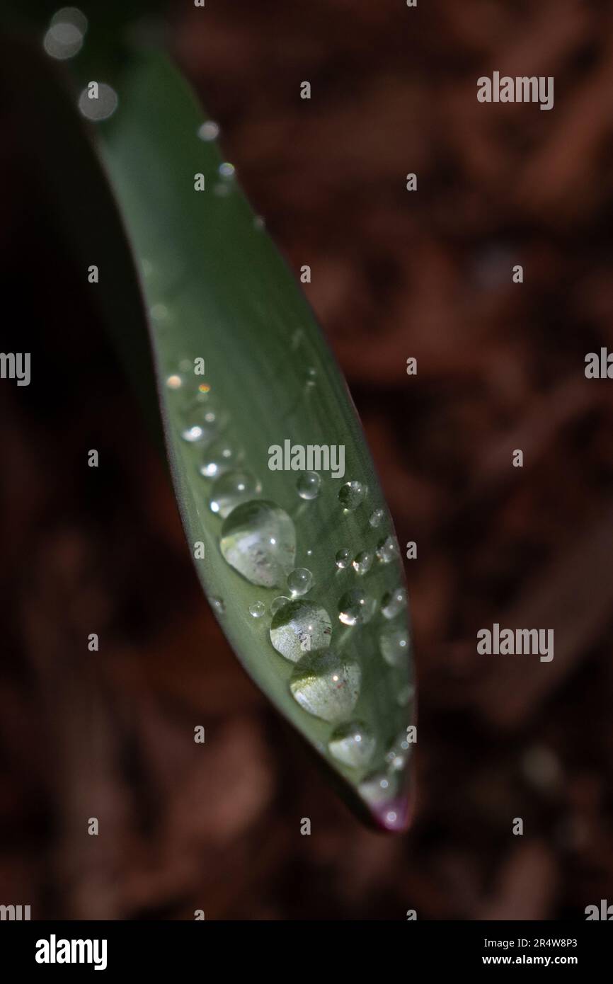 Ein Makro eines langen grünen Blatts von einer Tulpe mit mehrfachen Wassertropfen, die sich auf dem Gipfel der üppigen grünen Botanik sammeln. Die klare Kondensation liegt bei Stockfoto