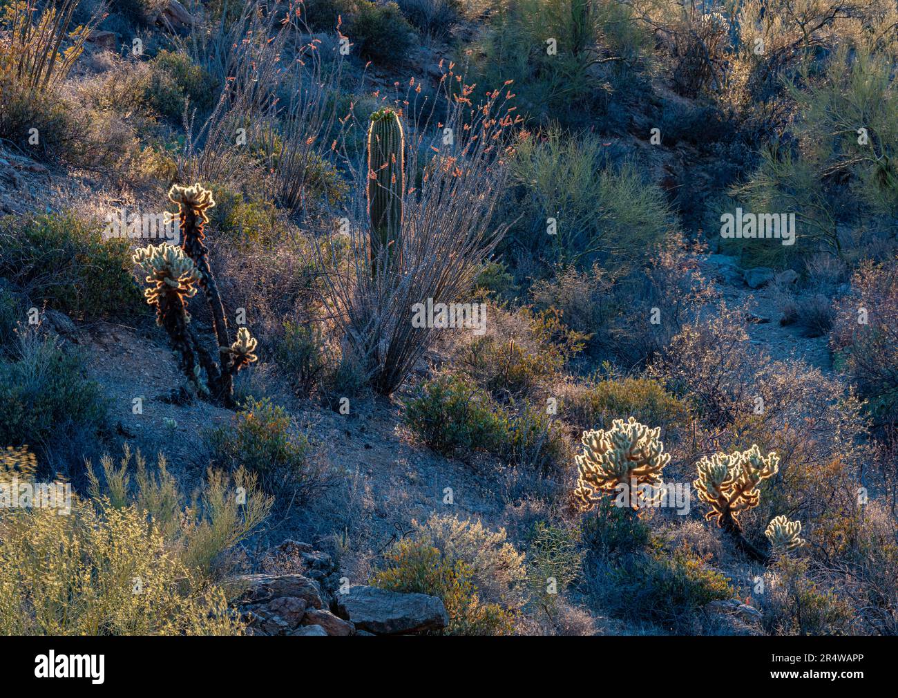 Teddybär oder Jumping Cholla, zusammen mit Saguaro Cactus, Ocotillo und anderen Wüstensträuchern, werden von der untergehenden Sonne an der Gates Pass Road in Tucs beleuchtet Stockfoto