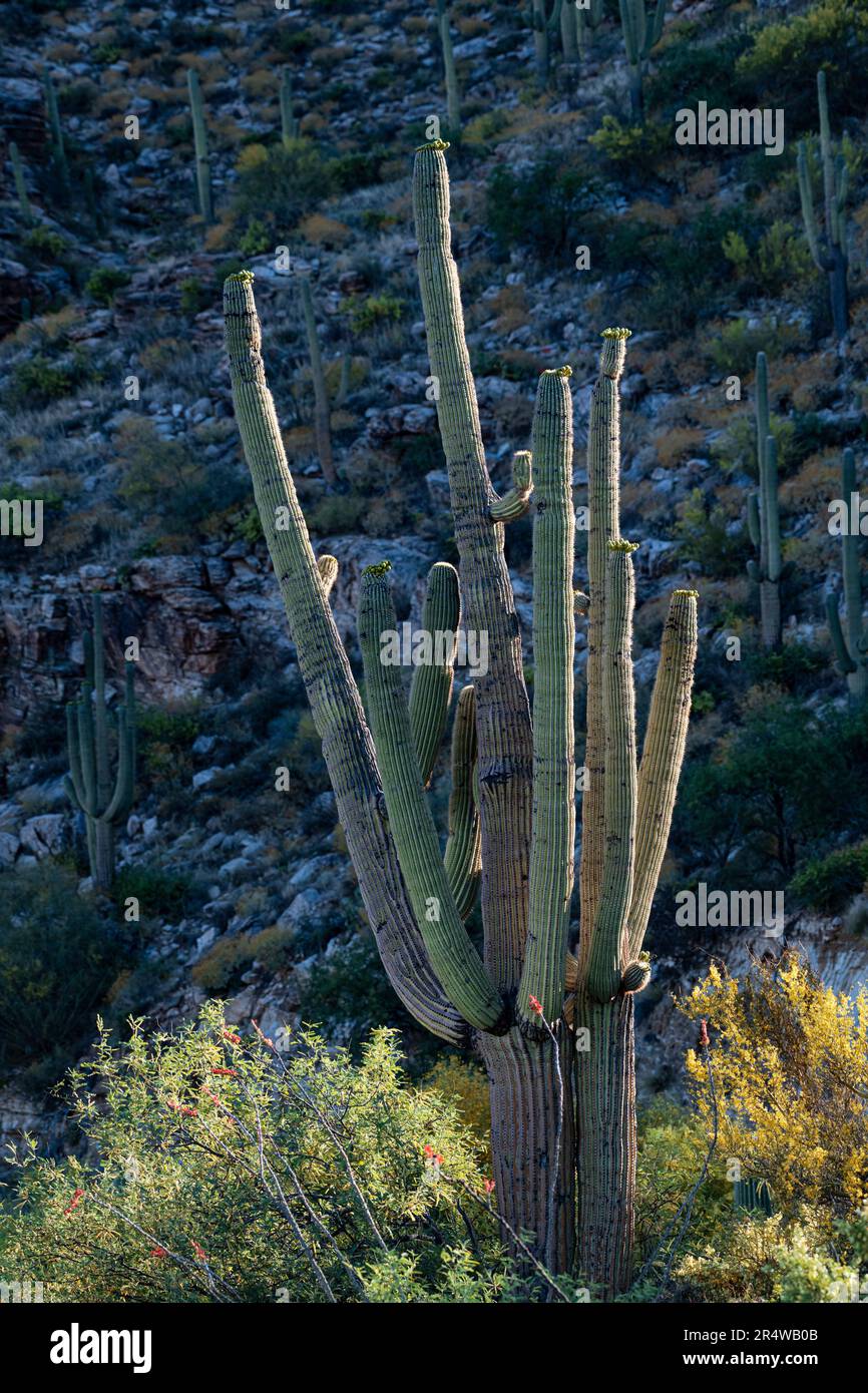Ein majestätischer Saguaro-Kaktus ist im späten Morgenlicht am Rand, während die Sonora-Wüste im Mai mit Frühlingsblüten am Mt. Zitronenstraße, C. Stockfoto
