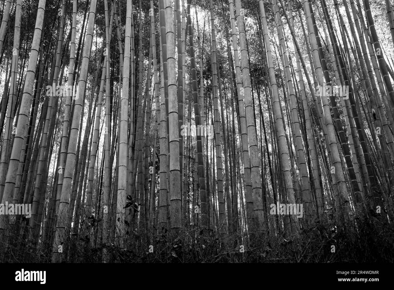 Kyoto, Japan. 7. März 2023. Arashiyama Bamboo Grove åµå±± c«¹æž-Ã å å¾„. Auch bekannt als „der Bambuswald“, eine beliebte Touristenattraktion auf dem Gelände des heiligen Nonomiya-jinja-Schreins é‡Žå®® c c žç¤¾. Kyoto (ä°¬éƒ½) ist eine historische Großstadt Japans, reich an kulturellem Erbe und traditionellem Charme. Bekannt für seine berühmten Tempel, malerischen Gärten und historischen Wahrzeichen wie Kinkaku-ji und Fushimi Inari Taisha, bietet Kyoto einen Einblick in Japans Vergangenheit. Die lebhaften Festivals, die exquisite Küche und die ruhige Atmosphäre begeistern Besucher aus der ganzen Welt. Es ist ein geschäftiger Knotenpunkt für das Japa Stockfoto