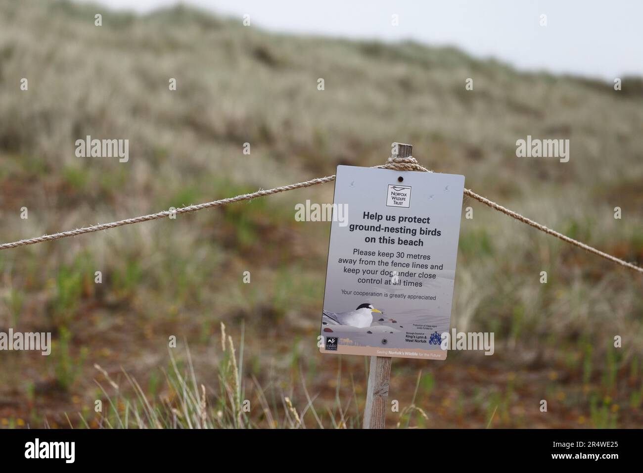 Warnschild auf einem Dünenbereich zum Schutz von Nistvögeln. Stockfoto