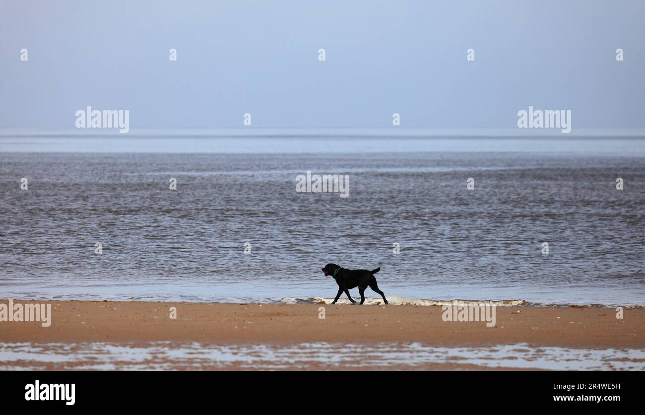Schwarzer Labrador am Strand in Brancaster, Norfolk. Stockfoto