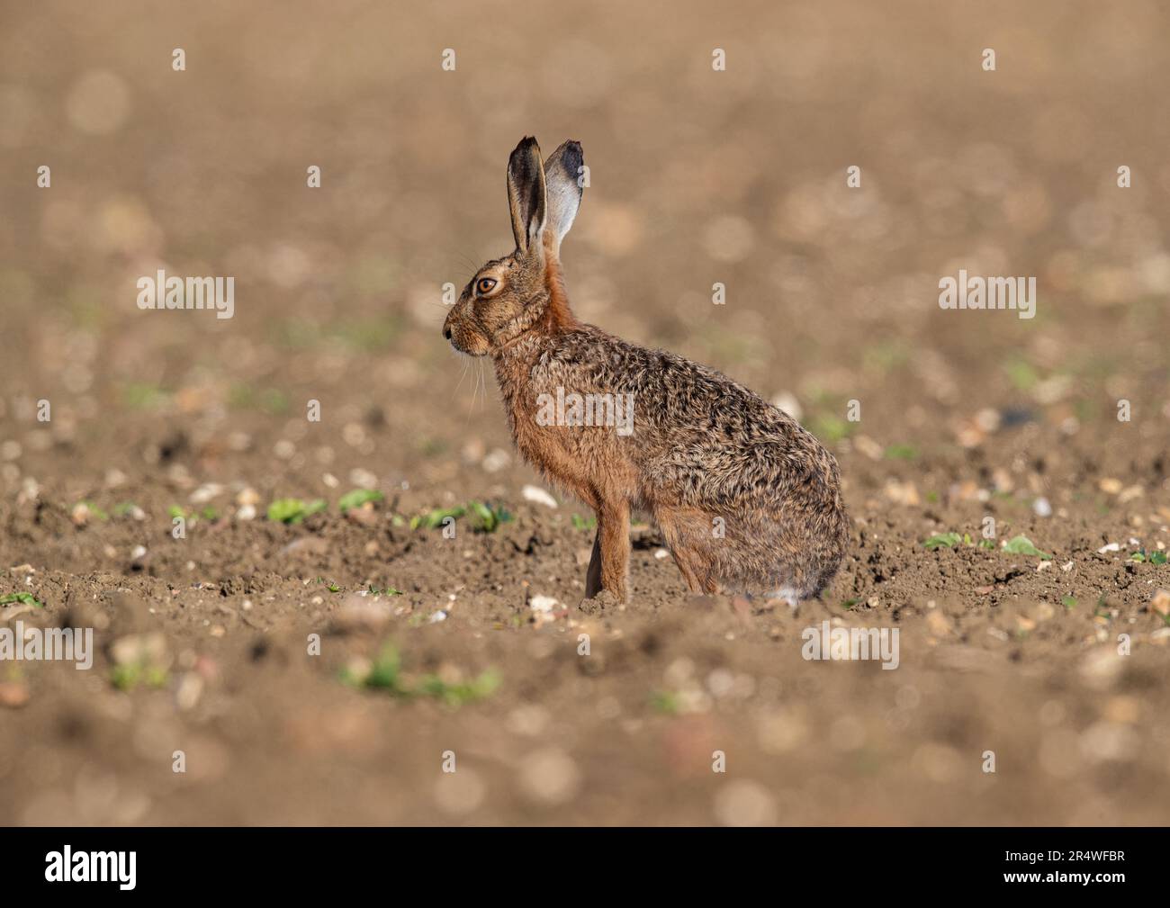 Eine Nahaufnahme eines Braunhasen ( Lepus europaeus) mit großen Ohren, die seitlich auf dem neu gebohrten Zuckerrübenfeld sitzen. Suffolk, Großbritannien. Stockfoto