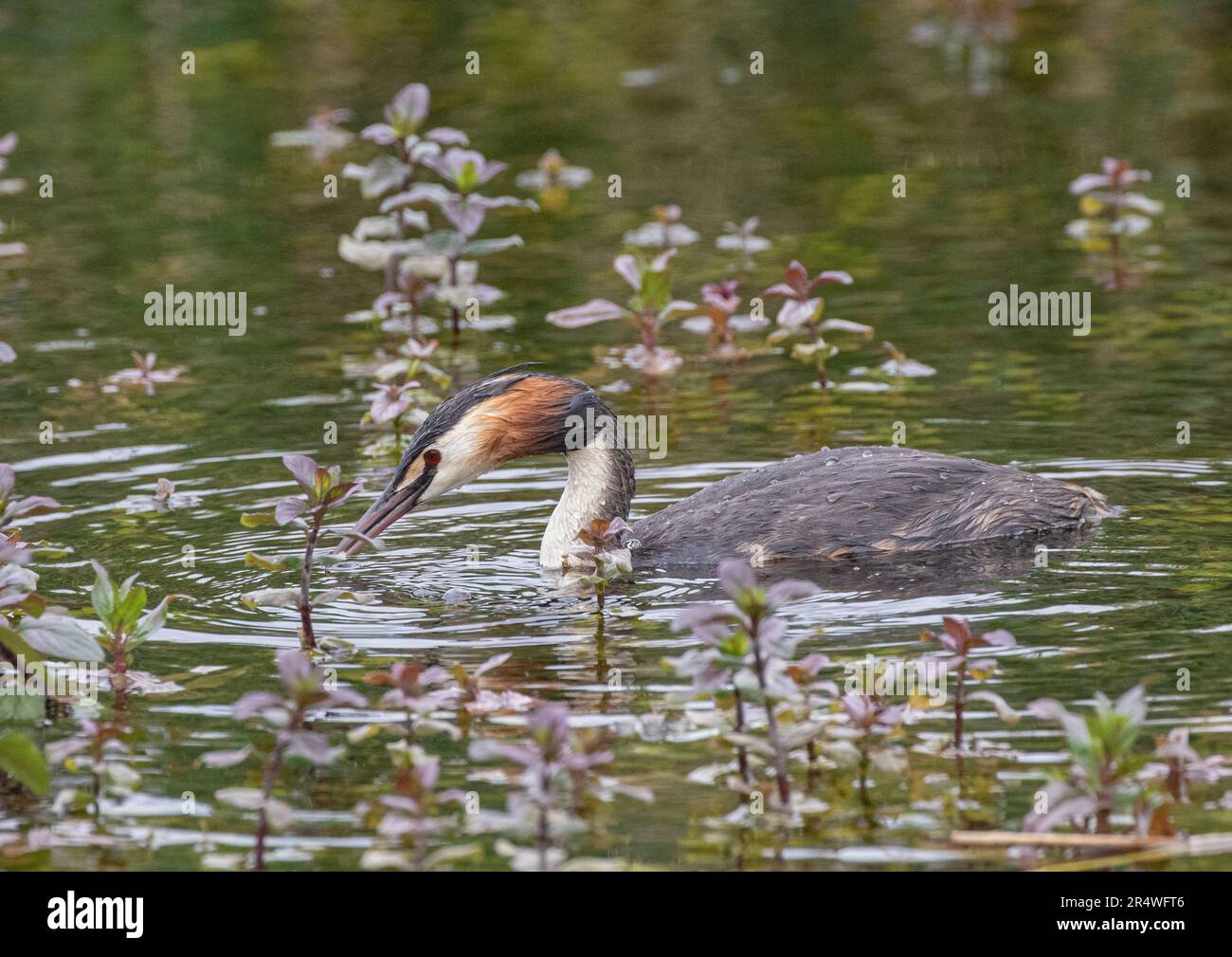 Ein großer Kammgräber ( Podiceps cristatus), der das Wassergras auf einem Teich füttert und sein farbenfrohes Gefieder zeigt. Suffolk, Großbritannien Stockfoto