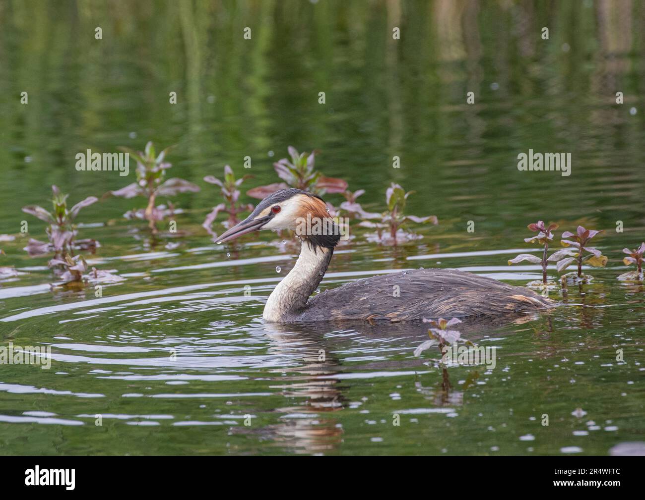 Ein großer Kammgräber ( Podiceps cristatus), der das Wassergras auf einem Teich füttert und sein farbenfrohes Gefieder zeigt. Suffolk, Großbritannien Stockfoto