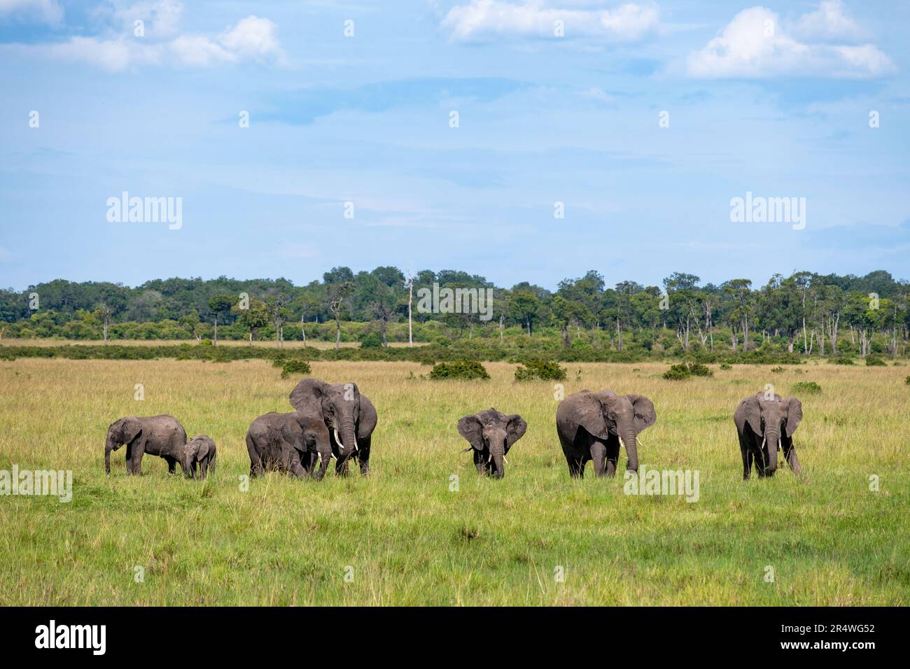 Eine Familienherde afrikanischer Elefanten (Loxodonta africana), die auf grünem Gras weidet. Maasai Mara Nationalpark, Kenia, Afrika. Stockfoto