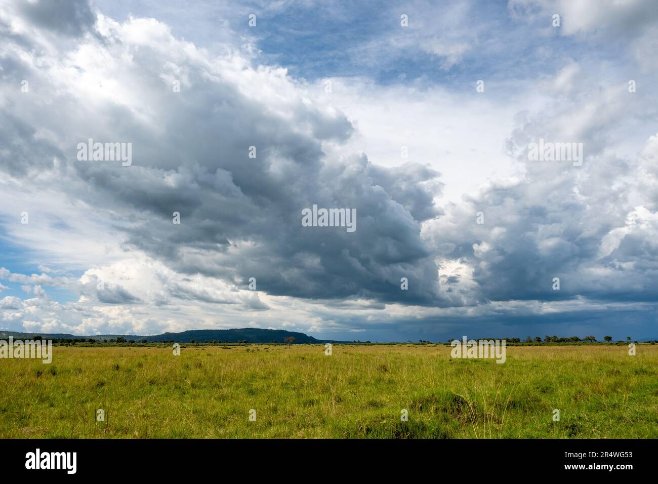 Offenes Grasland des Maasai Mara Nationalparks, Kenia, Afrika. Stockfoto