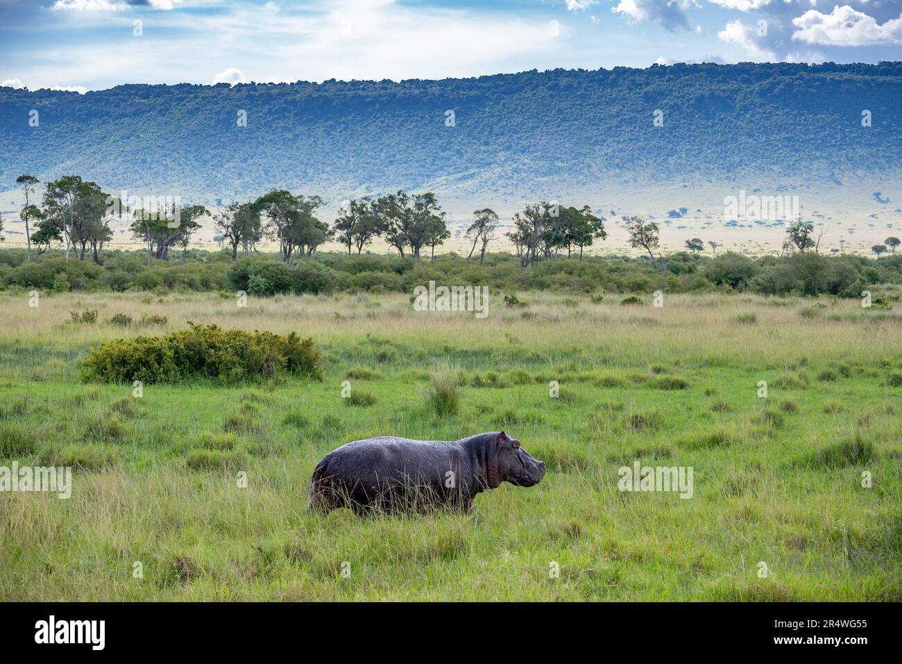 Ein Hippopotamus (Hippopotamus amphibius), der im hohen Gras läuft. Maasai Mara Nationalpark, Kenia, Afrika. Stockfoto