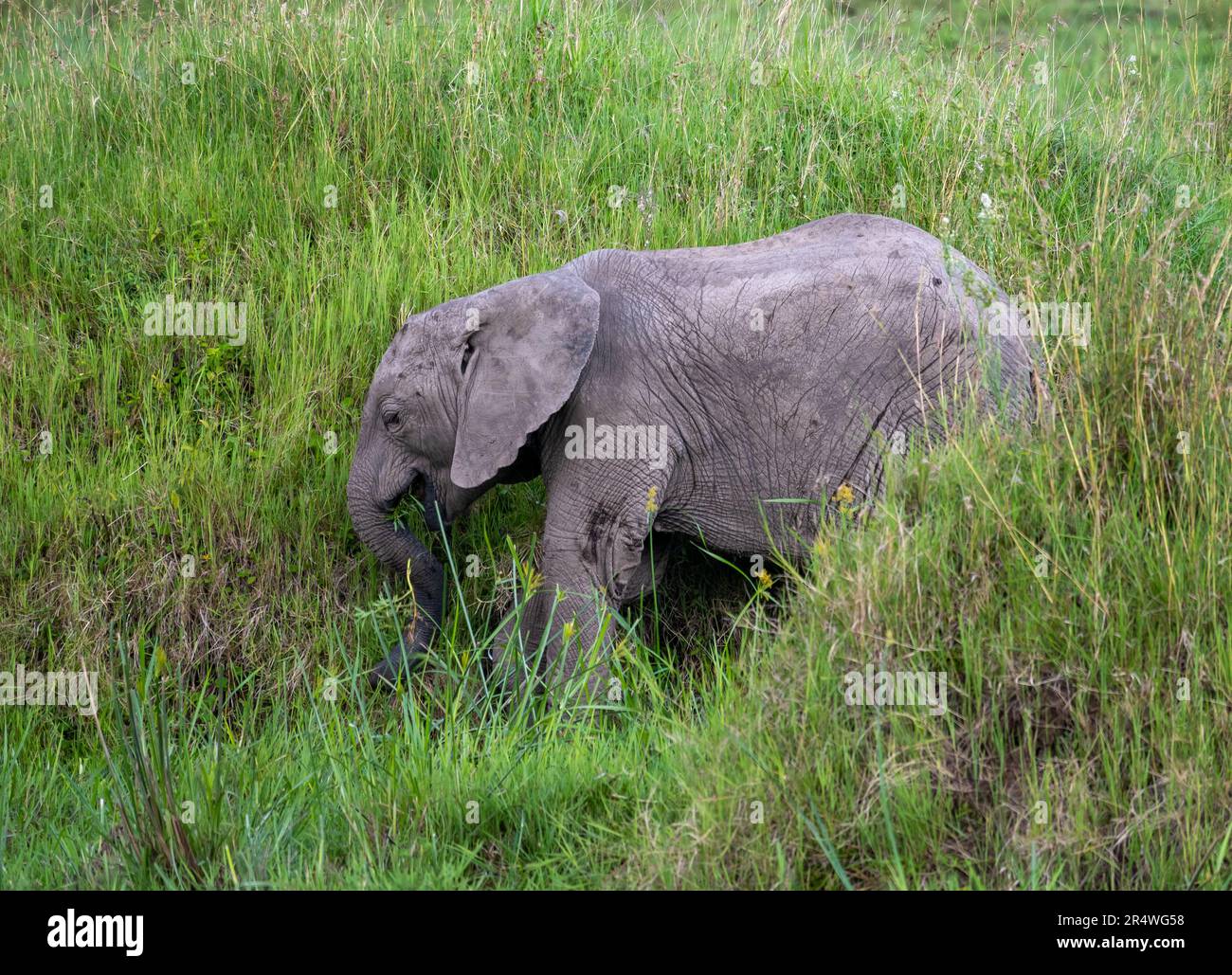 Ein junger afrikanischer Elefant (Loxodonta africana) weidet auf grünem Gras. Maasai Mara Nationalpark, Kenia, Afrika. Stockfoto