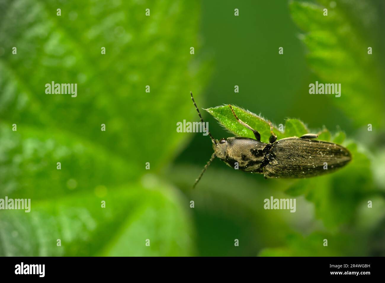 Käfer (Elateridae) mit einem Klick auf einem Blatt einer Nesselnessel (Urtica sp.) Makrofotografie, Insekten, Artenvielfalt, Käfer Stockfoto