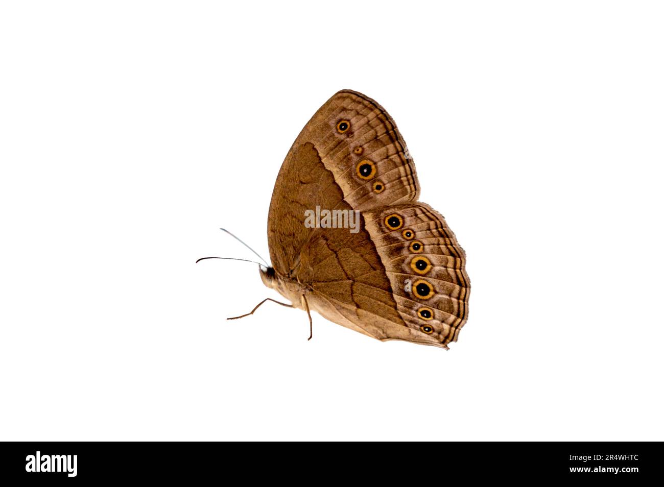 Schmetterling Flecken orange gelb weiß Hintergrund isolieren Stockfoto