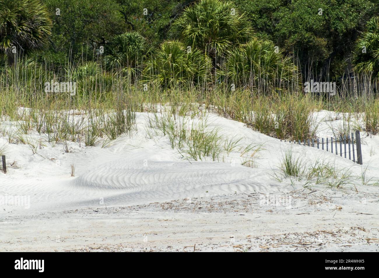Sanddünen und Vegetation am Hilton Head Island Beach, South Carolina Stockfoto