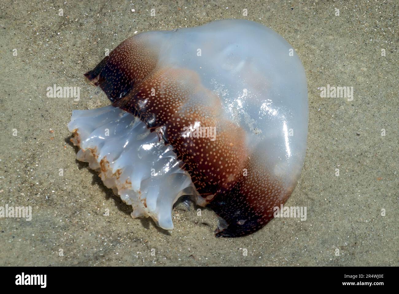 Cannonball Quallen, Stomolophus meleagris, auch bekannt als Cabbagehead, wurde am Strand von Hilton Head Island angespült. Stockfoto
