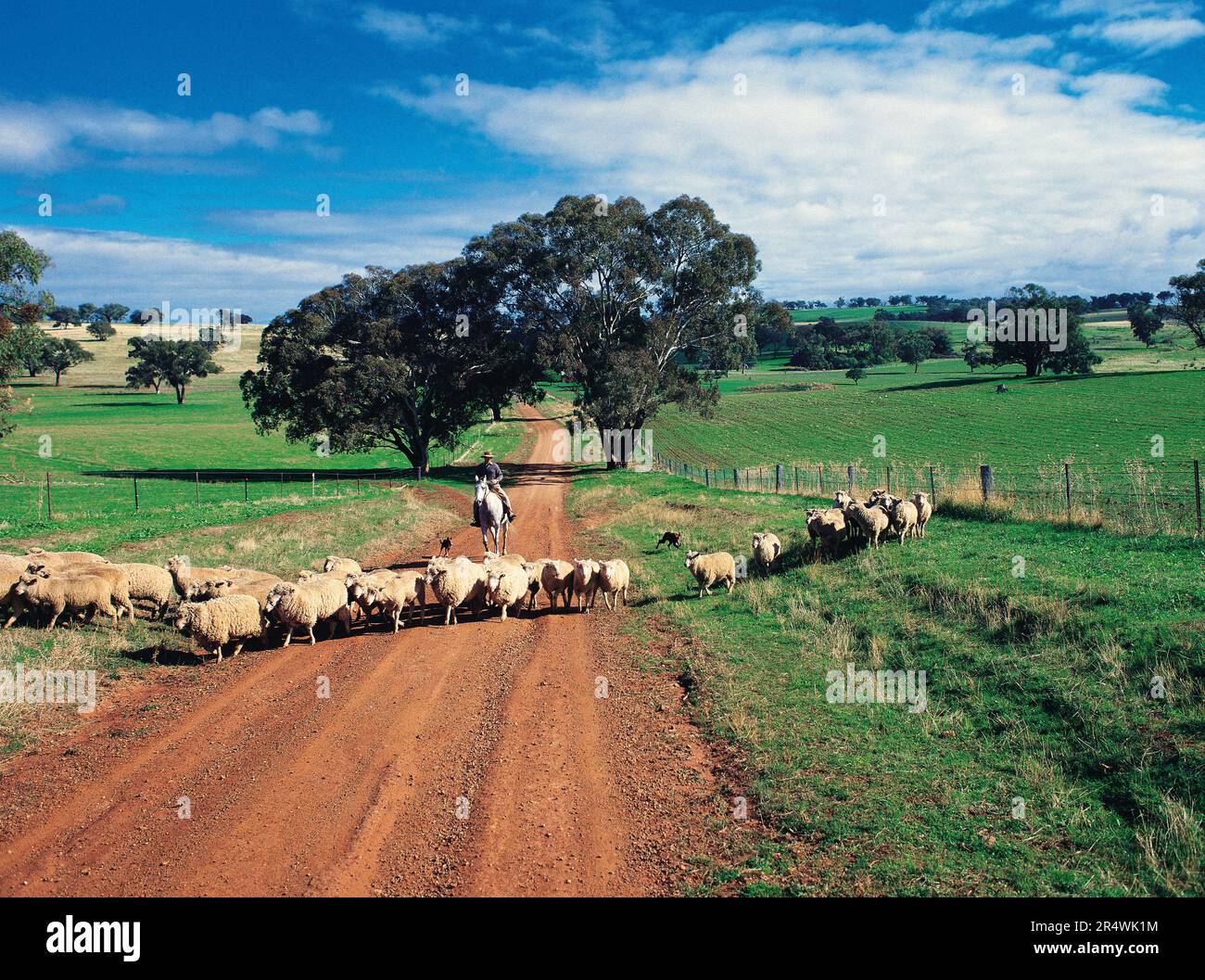 Australien. New South Wales. Zentrale Tablelands. Herde von Schafen und Menschen auf dem Pferderücken. Stockfoto
