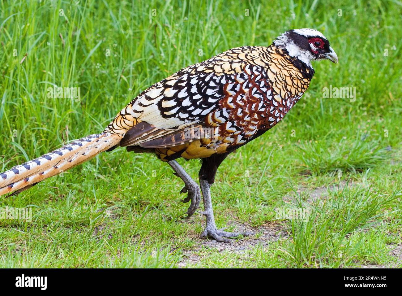 Reeves-Fasan (Syrmaticus reevesii) männlich im natürlichen Lebensraum Stockfoto